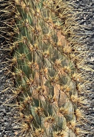 Opuntia Echios V.  Gigantea Old Black Spines Extremely Rare Galapagos Tree Cactus