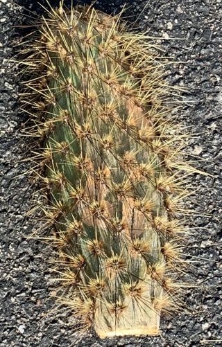 Opuntia Echios V.  Gigantea OLD BLACK SPINES Extremely Rare Galapagos Tree Cactus 2