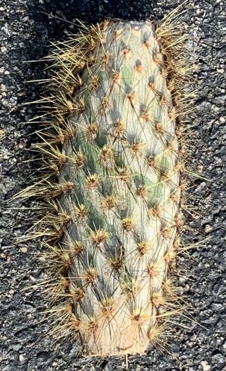 Opuntia Echios V.  Gigantea OLD BLACK SPINES Extremely Rare Galapagos Tree Cactus 3