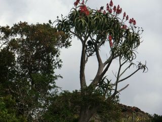 Aloe Eminens Very Rare Tree Somalia