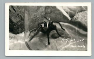 Tarantula Spider Rppc Yuma Arizona—rare Vintage Photo Postcard Desert Animal 40s