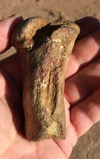Rare Fossil Mammal Humerus Miocene Shark Tooth Hill Bakersfield Undescribed