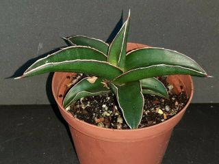 Sansevieria Robusta Rare Exotic Succulent