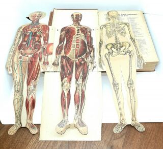 Rare Antique Medical Book S German Edition Science Medicine,  Anatomy Dr.  F.  König