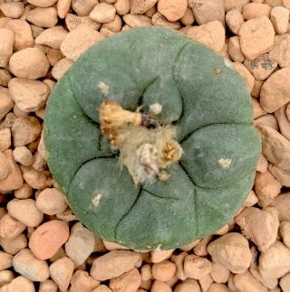 Ariocarpus Willy Williamsii Rare Cactus Good Sized Seed Grown Plant 2