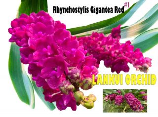 Rare Orchid Presell,  1frangrance Rhyncho Gigantea Red Twins Plant,  Usa