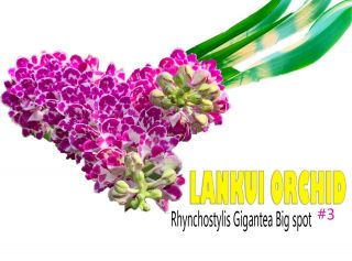 Rare Orchid Presell,  3 Frangrance Rhyncho Gigantea Spot Twins Plant,  Usa