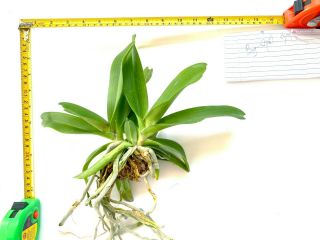 rare orchid PRESELL,  3 Frangrance Rhyncho gigantea spot twins plant,  USA 2