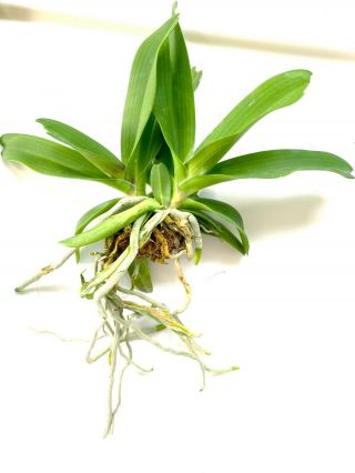 rare orchid PRESELL,  3 Frangrance Rhyncho gigantea spot twins plant,  USA 3