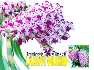 Rare Orchid Presell,  6frangrance Rhyncho Gigantea Little Star,  Baby,  Us