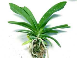 rare orchid PRESELL,  6Frangrance Rhyncho gigantea Little star,  baby,  US 3