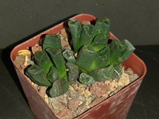 Haworthia Maughanii Rare Exotic Succulent