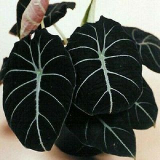 Elephant Ear Bulbs Perennial Black Velvet Alocasia Tropical Rare Plant Easy Care