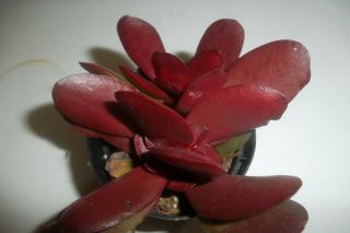 Rare - Jade.  Red/burgundy Jade Plant,  Crassula Platyphylla,  Rooted Plant 3 " Long