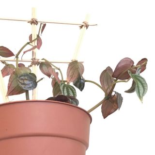 Peperomia Turboensis Plant Rare Houseplant Terrarium Easy Metallic