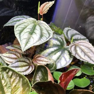 Peperomia Turboensis Plant Rare Houseplant Terrarium Easy Metallic 2