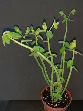 Euphorbia Lupulina Rare Exotic Succulent