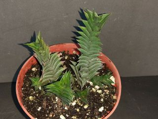 Haworthia Viscosa Rare Exotic Succulent