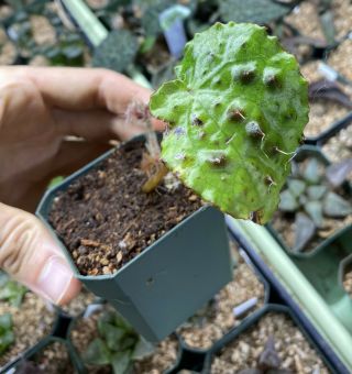 Begonia Melanobullata,  Rare Terrarium Plant Ferox