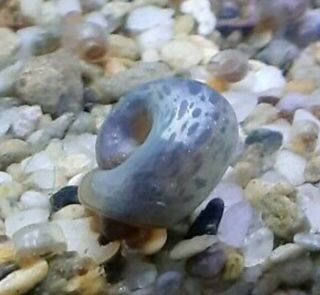 9,  Rare Leopard Patterned Blue Ramshorn Snails (juvenile Size)