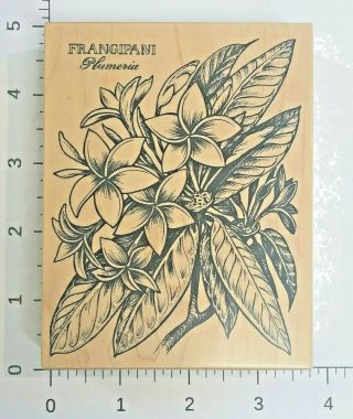 Psx Frangipani K - 1612 Botanical Rubber Stamp Rare 3.  5 " X 4.  5 "