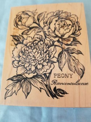 Psx Rubber Stamp - Peony Botanical - Rare,  Retired,  4 3,  4 By 3 3/4 Inches