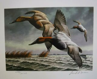 Vtg 1982 - 83 David A.  Maass Signed Federal Duck Stamp Ltd.  Ed.  Print Canvasbacks