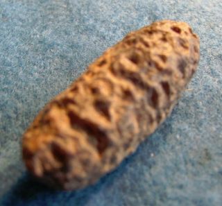 Scarce Petrified Pine Cone Morocco 54 - 35 Million Years Old Rare