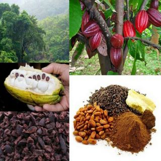 Cocoa Fruit Seeds - Chocolate Tree Fresh Seeds For Growing Very Rare 3,  5,  10