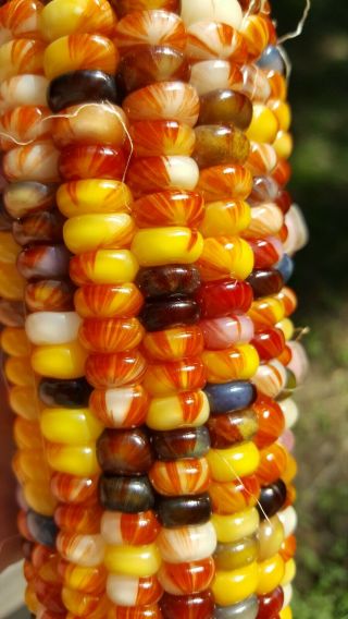 Rare Giant Indian Corn Seeds X50 Colorful Massive Ears Ornamental Easy To Grow