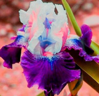 Rebloom 2 Iris Bulbs Perennial Resistant Bearded Flower Pink Rare Growing Plants 2