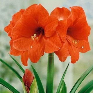 Amaryllis Bulbs Double Orange Hippeastrum Rare Flower Home Bonsai Indoor Garden