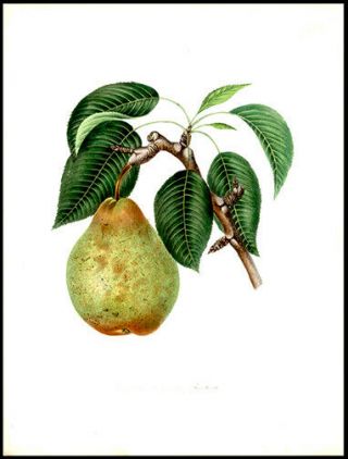 Nouveau Poiteau Pear 1855 Alexandre Bivort Hand - Colored Lithograph Horticulture