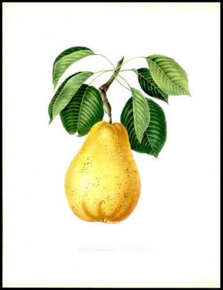The Bartlett Pear 1855 Alexandre Bivort Hand - Colored Lithograph Horticulture
