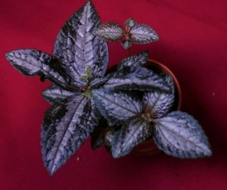 Pilea Species Rare Terrarium Plant Peperomia Piper