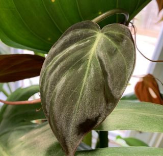 Extremely Rare Aroid: Philodendron Verrucosum Mini Dark Form.  Big Roots.