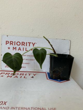 Extremely Rare Aroid: Philodendron verrucosum mini dark form.  Big Roots. 2