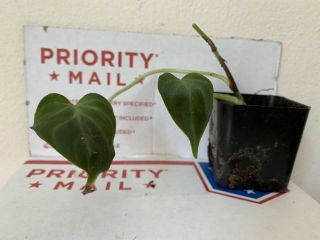 Extremely Rare Aroid: Philodendron verrucosum mini dark form.  Big Roots. 3