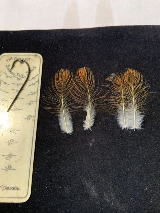 Extremely Rare Extra Large Flamed Bower Bird Feathers Salmon Fly Tying Flies