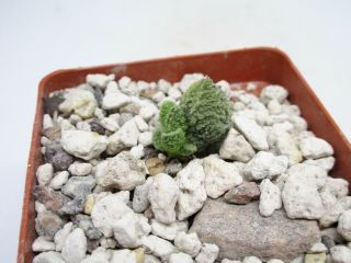 Adromischus marianae herrei ' Green Form ' rare succulent plant not cactus mesemb 2