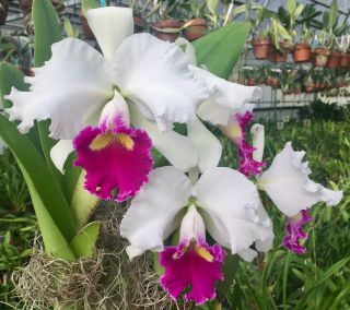 Rare Cattleya Orchids - Lc Jane Dane Division In Sheath