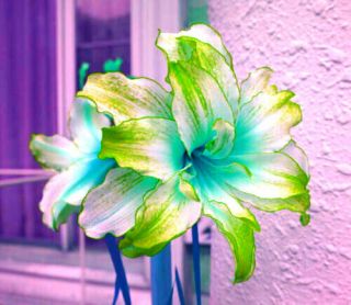 Amaryllis Bulbs Perennial Hardy Rare Hippeastrum Flowers Blue Green Lace Plants