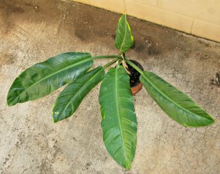 One 3 - Leaved (philodendron Spp.  Ecuador Paddle Leaf) Giant 32 - Inch Leaves; Rare