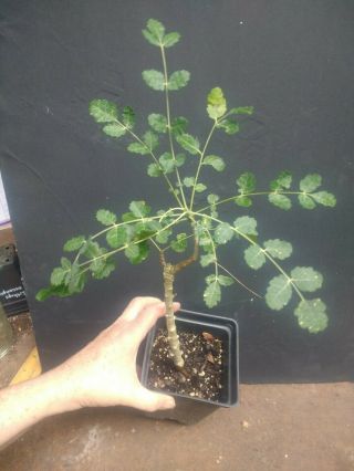 Boswellia dioscoridis - Rare Desert Tree Bursera,  Commiphora,  Burseraceae 2