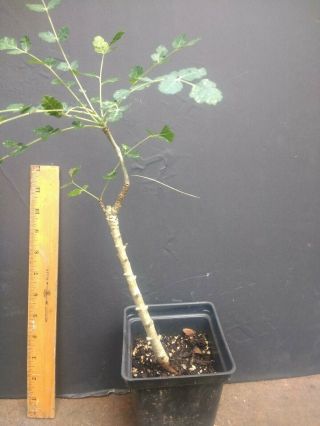 Boswellia dioscoridis - Rare Desert Tree Bursera,  Commiphora,  Burseraceae 3
