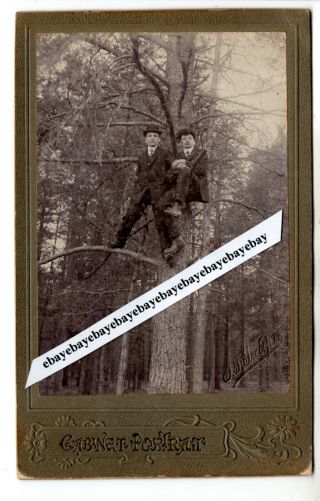 Great Early 1900 Young Men On Tree Antique Photo Russia Russian