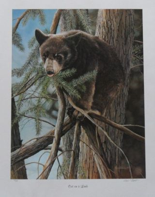 Kevin Daniel " Out On A Limb " Bear - Cub - Pine Trees - Country - Art - Sn Rare Low 4/580