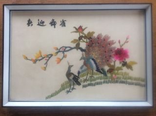 Signed Embroidered Chinese Asian Framed Silk Embroidery Birds Peacocks In Tree 2