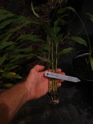 Rare White Tumeric Plant.  - Curcuma Longa Roots Are So Delicious 4 Inch Pot