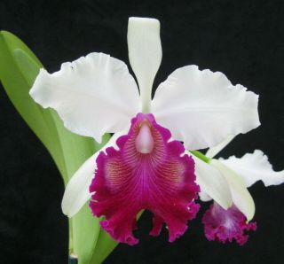 Rare Cattleya Orchids - Lc Powhatan 